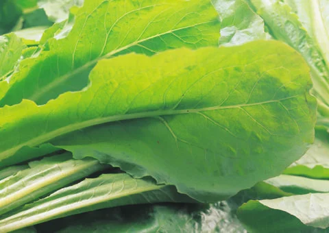 Beet Sheet Stock Photos