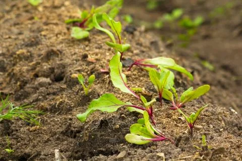Beet sprout Foto stock