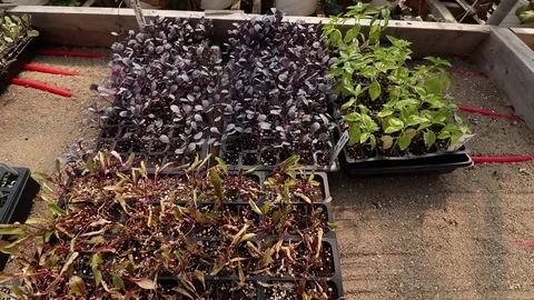 BEET SPROUTS ON SAND Video stock 102742680