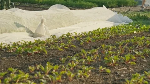 Beet stalks growing in rows in organic garden Stock Footage 114763317