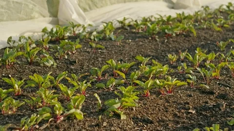 Beet stalks growing in rows in organic garden Stock Footage 114763466