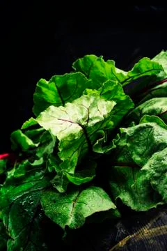 Beet tops, dark background, selective focus Stock Photos