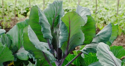 Beet tops Stock Footage 132319624