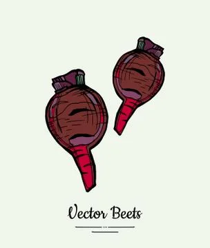 Beet vegetable vector isolate. Red whole beetroot. Vegetables hand drawn illu Stock Illustration