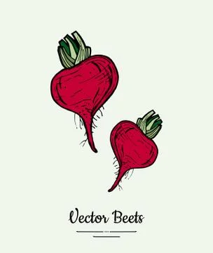 Beet vegetable vector isolate. Red whole beetroot. Vegetables hand drawn illu Illustrazione stock