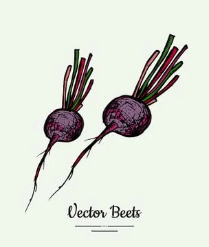 Beet vegetable vector isolate. Red whole beetroot. Vegetables hand drawn illu Stock Illustration
