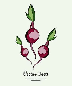 Beet vegetable vector isolate. Red whole beetroot. Vegetables hand drawn illu Stock Illustration