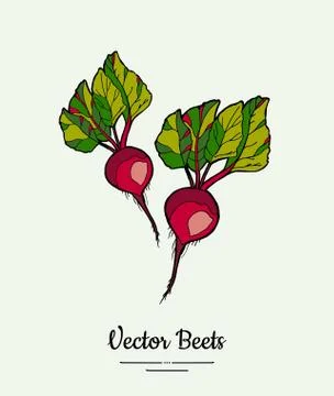 Beet vegetable vector isolate. Red whole beetroot. Vegetables hand drawn illu Stock Illustration