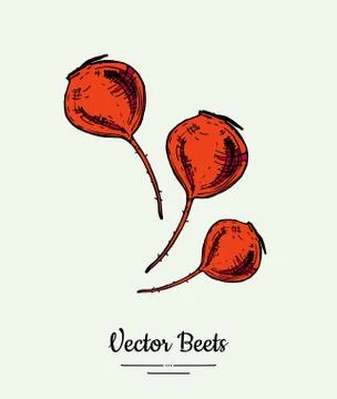 Beet vegetable vector isolate. Red whole beetroot. Vegetables hand drawn illu Stock Illustration