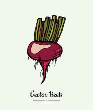 Beet vegetable vector isolate. Red whole beetroot. Vegetables hand drawn illu Illustrazione stock