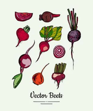 Beet vegetable vector set isolate. Red whole sliced cutted beetroots green le Stock Illustration