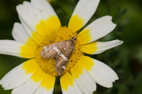 Beet webworm moth on a flower. Stock Photos