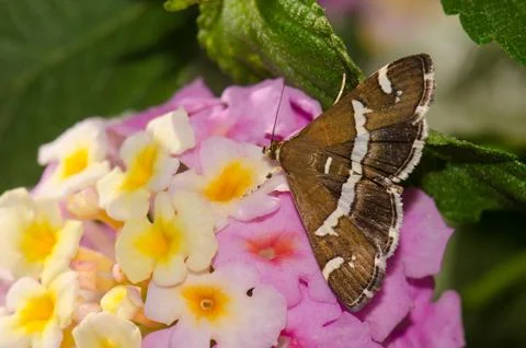 Beet webworm moth on flowers. Stock Photos