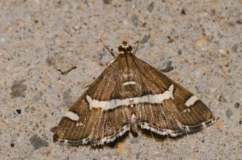 Beet webworm moth. Stock Photos