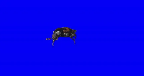 Beetele GraveDigger with Mitts. Chroma key Vídeos de archivo 144769293