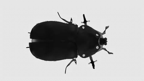Beetle 4K Looped Video stock 165428285