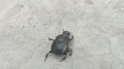 Beetle 4k stock video Stock Footage 254895062
