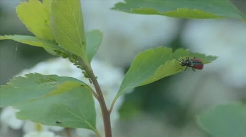 Beetle and bugs on leaf 2 Video stock 10733401