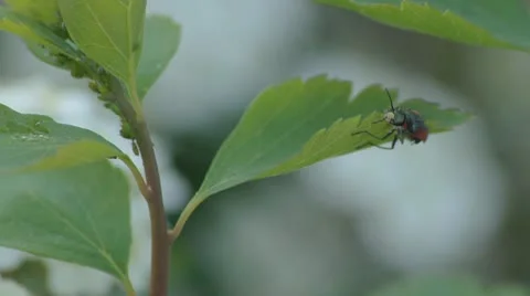 Beetle and Bugs on Leaf Video stock 10733408