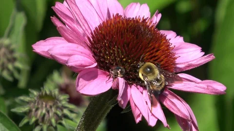 Beetle and bumblebee in flower Stock-Footage 91724041