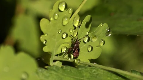 Beetle and drop Stock Footage 27819539