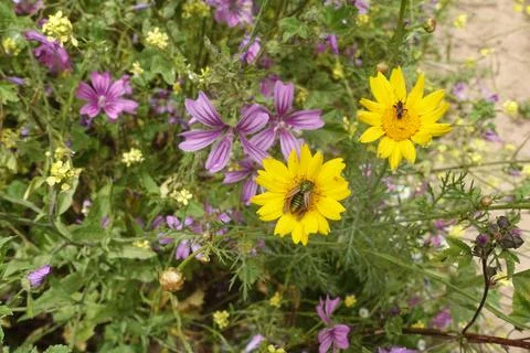 Beetle and firebug insects on spring flowers Stock Photos