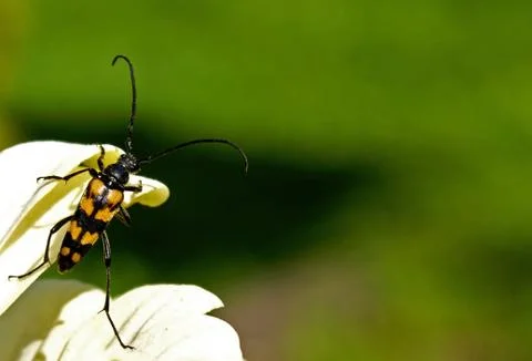 Beetle and flower Stock Photos