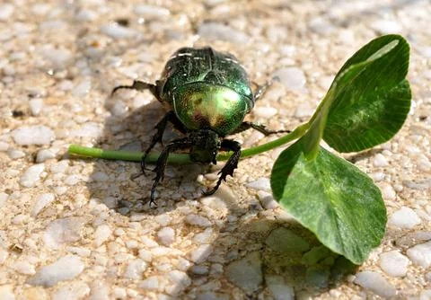 Beetle and green leaf Stock Photos