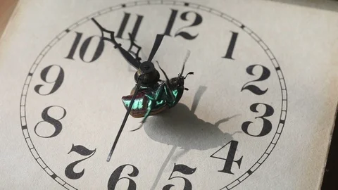 Beetle and shadow on clock face Stock Footage 95192309