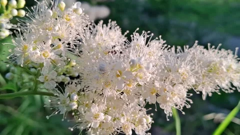 Beetle and white flowers Stock Footage 341676541