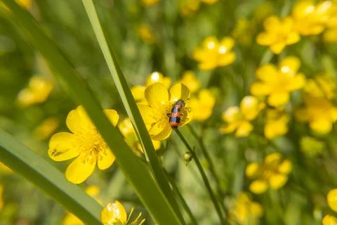 Beetle on anemone flower Stock Photos