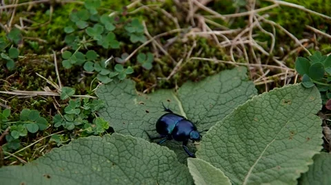 Beetle Anoplotrupes stercorosus Scriba Stock Footage 57300707