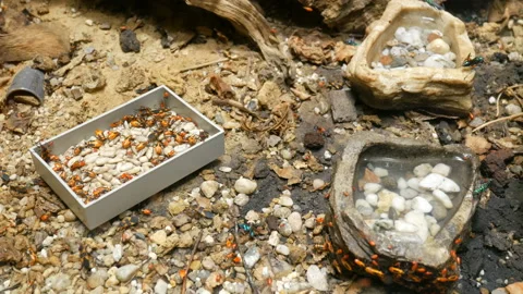 Beetle, ant, cricket, wasp and  larvae, food of future, jewel wasp 스톡 동영상 103455023