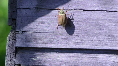 Beetle antennas exploring space climbs up through purple  boards Stock Footage 37178386