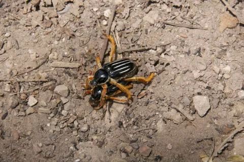 Beetle in apparent mating on the trail to the Gocta falls in Amazonas-PERU Stock Photos