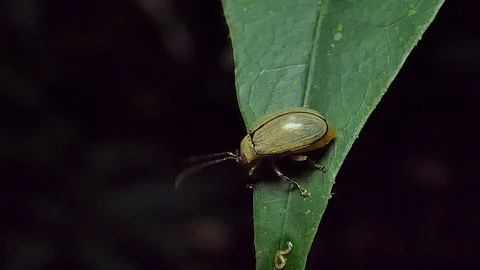 Beetle are wagging antenna. Stock Footage 92416881