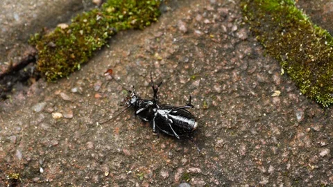 Beetle on the back Video stock 94195838