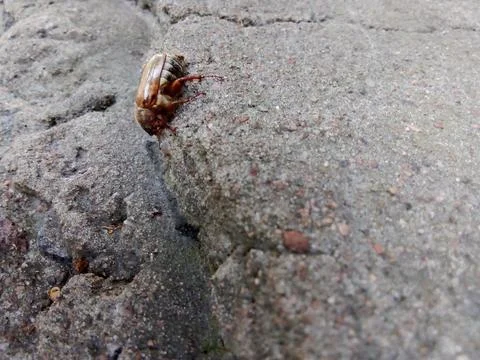 Beetle on the background of asphalt Stock Photos