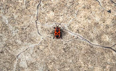 Beetle on the background of the ceramic slab closeup Stock Photos