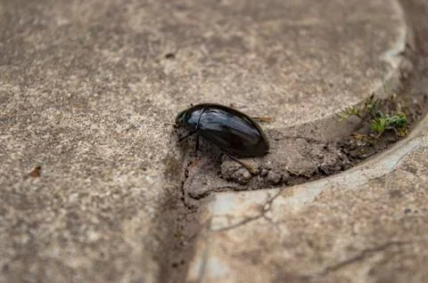 Beetle on the background of the ceramic slab Foto stock