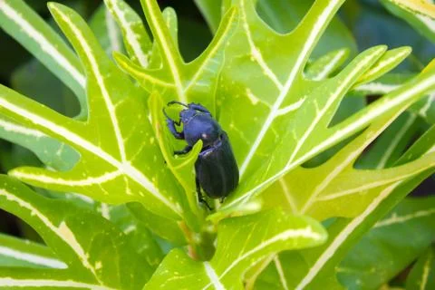 Beetle with  background green Stock Photos