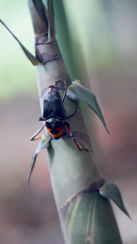 Beetle on bamboo plant Stock-Footage 344709148