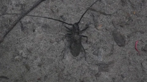 Beetle-barbel 스톡 동영상 77605941