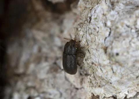 Beetle on bark Stock Photos