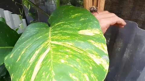 Beetle Beast or Exopholis hypoleuca 库存影片 293928482