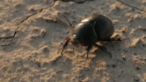 Beetle. Beetle running on dry ground. Close-up. Macro shooting beetle. Stock Footage 109172881