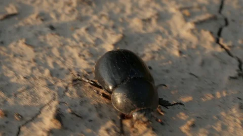 Beetle. Beetle running on dry ground. Close-up. Macro shooting beetle. Video stock 109172885