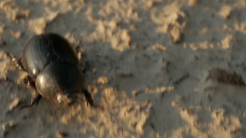 Beetle. Beetle running on dry ground. Close-up. Macro shooting beetle. Stock Footage 109172889