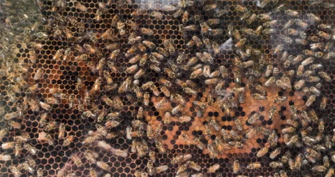 Beetle behind the window is one shown in the exhibition Stock Footage 277662904