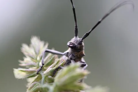 Beetle with a big mustache Stock Photos